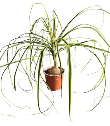 VIVAIO ANNESE - Beaucarnea Nolina Recurvata - Mangiafumo - Piante da Interni Vere - Pianta Appartamento - H 40 cm Vaso Ø 15 cm
