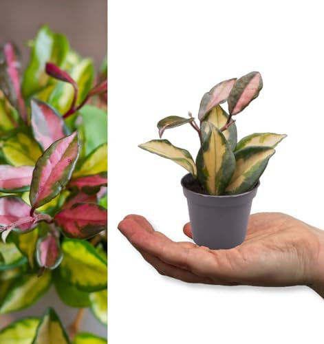 Hoya carnosa Tricolour in 6cm Pot - Mini Indoor Plant - Variegated Foliage (2 Plants)