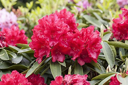 Rhododendron Hybride 'Lagerfeuer' 30–40 cm – Winterhart, Immergrün, Mehrjährig – Rhododendron – Zierstrauch für Garten & Kübel