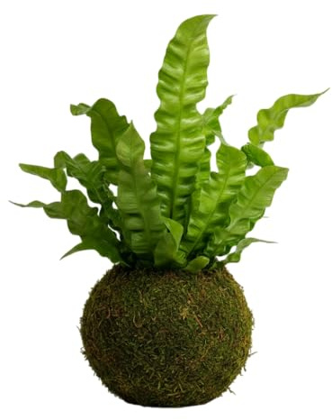 Kokedama Artesanal de Asplenium Crispy Wave Helecho Interior | DECOALIVE