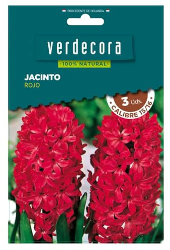 Verdecora Bulbos de Jacinto Rojo (3 uds) | Hyacinthus orientalis | Floración en Primavera | Flores Aromáticas y Vibrantes | Perfecto para Jardines y Macetas (PORTES INCLUIDOS)