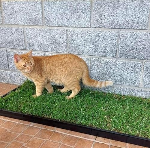 Petground, Arenero para Gatos, Cama de Césped Natural, Hierba Gatera, Alfombra Olfativa (117cm x 40cm - Pack XL)
