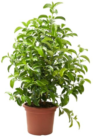 Verdecora Viburnum en maceta Ø24cm | Viburnum Lucidum| Viburno | Planta Natural de Exterior | Hojas Verdes y Flores Fragantes | Ideal para Jardinería y Decoración