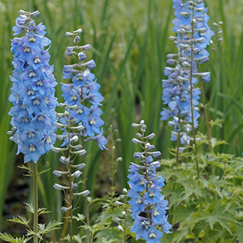 Blumixx Stauden Delphinium Elatum-Hybride ‘Gletscherwasser’ – Hoher Rittersporn, hellblau blühende Gartenstaude, winterhart & pflegeleicht, reichblühend, ideal für Beet & Bauerngarten