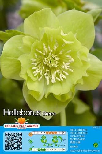 Christrosen : Christrose Schneerose Lenzrose Helleborus  Double Green  winterhart 1 Rhizom