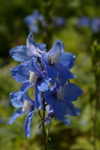Rittersporn Berghimmel - Delphinium cultorum Berghimmel Verpackungseinheit 10