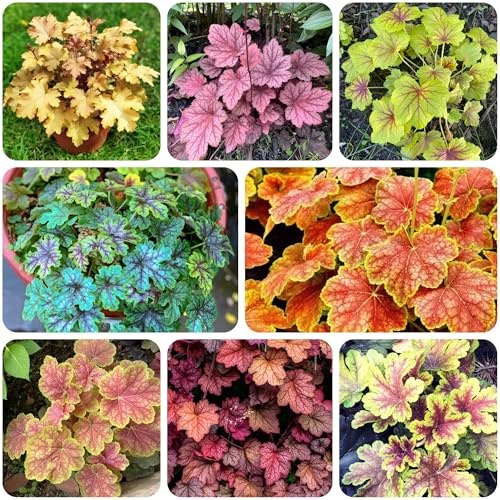 semi di heuchera da giardino roccioso resistenti per balcone appartamento, decorazioni 450pcs