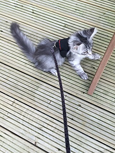 Mynwood Cat Jacke/Geschirre graue Leopard Pelz Erwachsene Katze ausbruchsicher