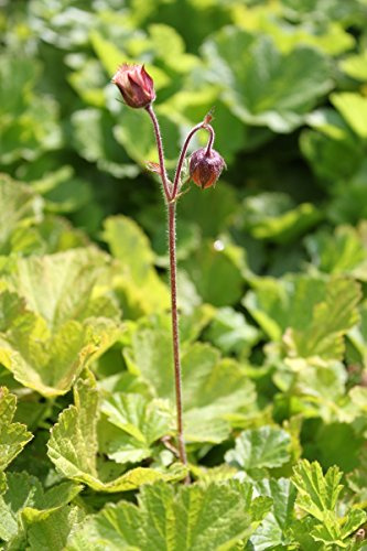 WASSERPFLANZEN WOLFF - Geum rivale - winterhart - Bachnelkenwurz, gelb-rot - QUALITÄTSSTAUDEN - 2er-Set in 9x9 cm Töpfen durchwurzelt - heimisch