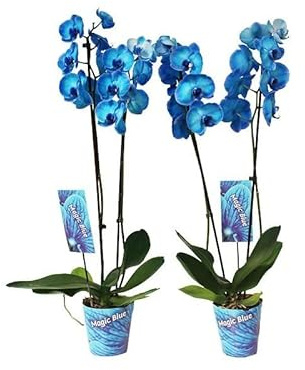 Orquídeas Azules Royal Blue - Pack 2 Plantas - Flores de Interior - Plantas Naturales para Decorar el Hogar