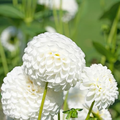 dalias bulbi dalia perenni selvatici Letti elevati per giardino bulbi di copertura perenne resistente per interni esotici decorazione 5pcs