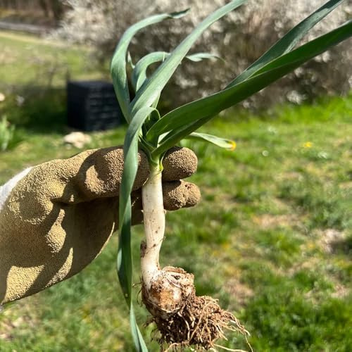 semi di porro biologici, porri vecchie varietà per da giardino per selvatici, resistenti, 350pcs