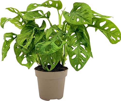 Planta de Adán Monstera Adansonii Natural para Decorar la Casa