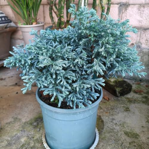 semi resistenti di cipresso - giardino decorative appartamento vecchie varietà roccioso ornamentale 350pcs