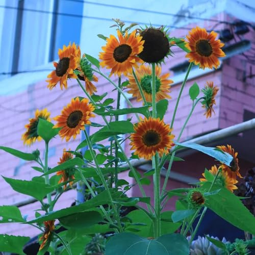 semillas de girasol perennes resistentes - jardín Invernaderos balcón 30pcs