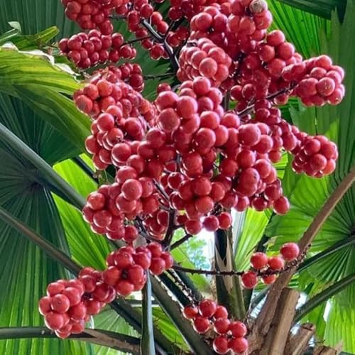 semillas de interior de palma, palmeras en resistentes al exterior de palmera balcón, decoración salón, 10pcs