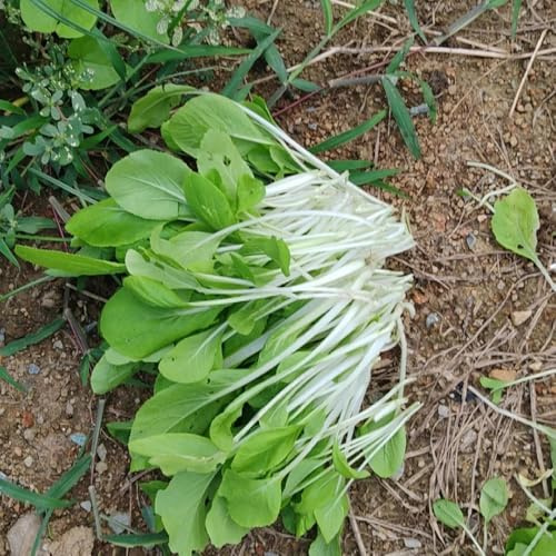 semi di pak choi - decorazioni giardino esotiche balcone interna 800pcs