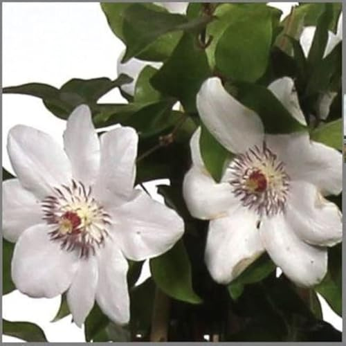 Clematis Miss Bateman 60-80 cm – Winterharte Kletterpflanze mit großen weißen Blüten – Perfekt für Garten, Pergola & Rankhilfen