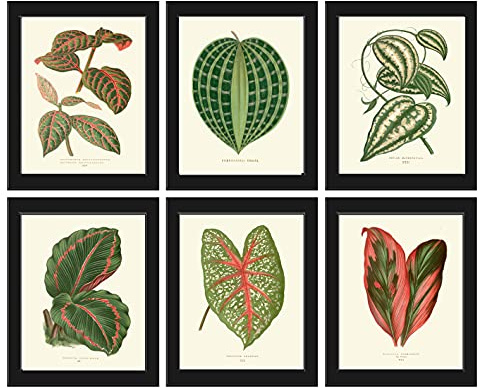 Tropical Hosta Plant Leaf Wall Art Botanical Print Set of 6 Beautiful Antique Red Green Flowers Home Room Decor Decoration Wall Art to Frame LEJ (4x6)