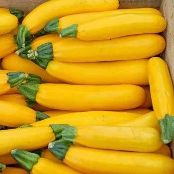 25 Semi Golden Zucchini Squash - Cucurbita Pepo