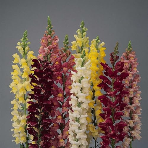 Rocket Series Snapdragon Mix ~500 Seeds—Antirrhinum majus—115-121 Days—30-36 Upright Spikes—AAS Winner—Mixed Colors – Cut Flower Favorite—Full Sun—Annual—Heirloom Quality