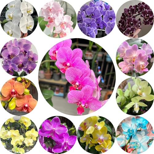 semi di orchidea phalaenopsis - orchidee - perenni resistenti falenopsi di aiuole rialzate, interno resistenti per il giardino, 500pcs
