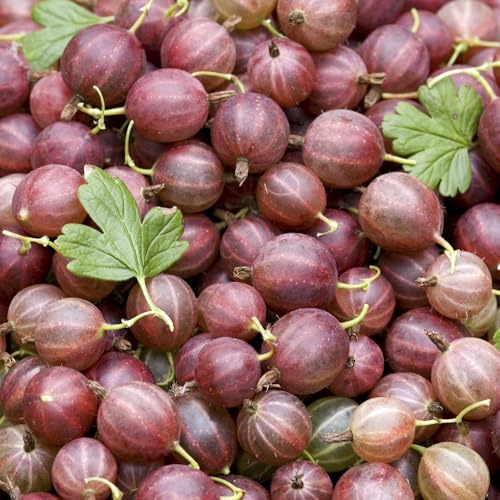 YouGarden Gooseberry Bush 'Hinnomaki Red' in a 1.7L Pot Fruit Bush