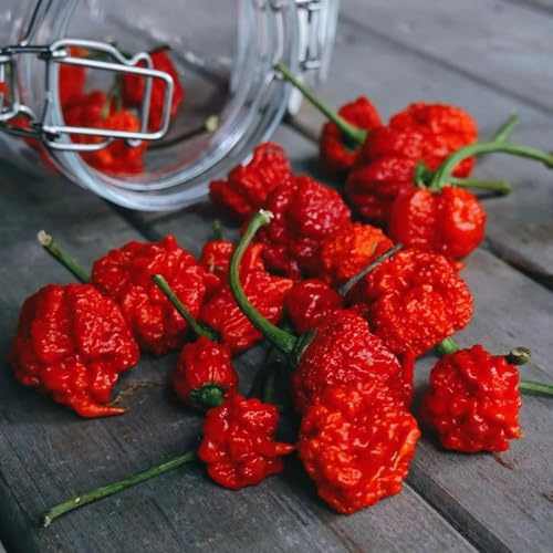 semillas chile semillas exóticas resistentes para jardín, de balcón resistentes, jardín chile 200pcs