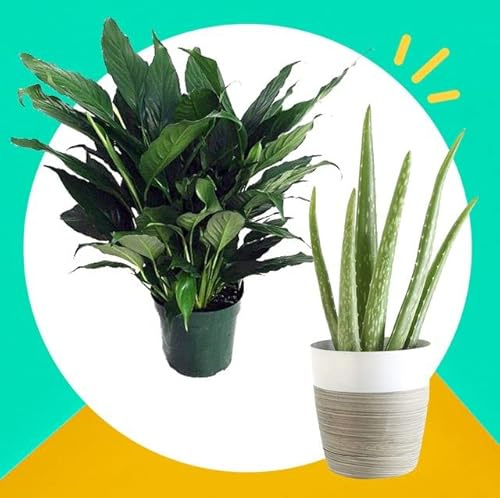 DECOALIVE Duo Zen: Lirio de la Paz y Aloe Vera Plantas Naturales para el Equilibrio del Hogar