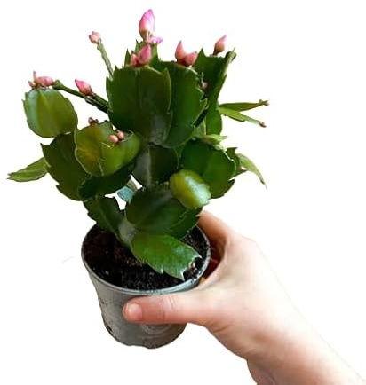 Flor de Pascua Cactus de la Navidad Flores Mix Color Planta Nautral