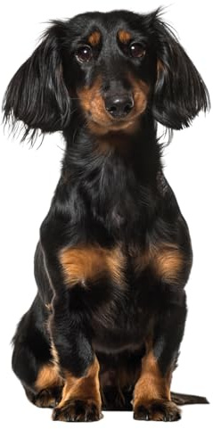 Fensterbild Dachshund I Dackel I beidseitig bedruckt I 37,6 x 28,5 cm I statisch haftend I wiederverwendbar I dv1320