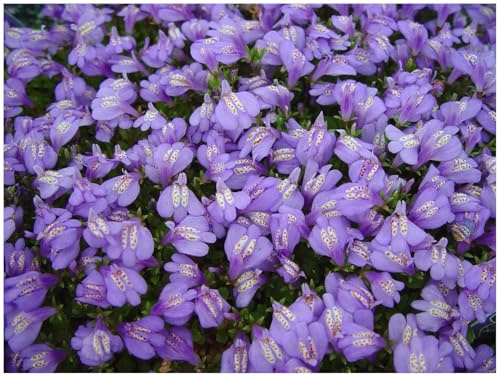Stauden Gänge 10 x Mazus reptans Lippenmäulchen winterhart | Winterharter Bodendecker für Sonne bis Halbschatten, Blüte Mai bis Juli, mehrjährig, 9x9 cm Topf