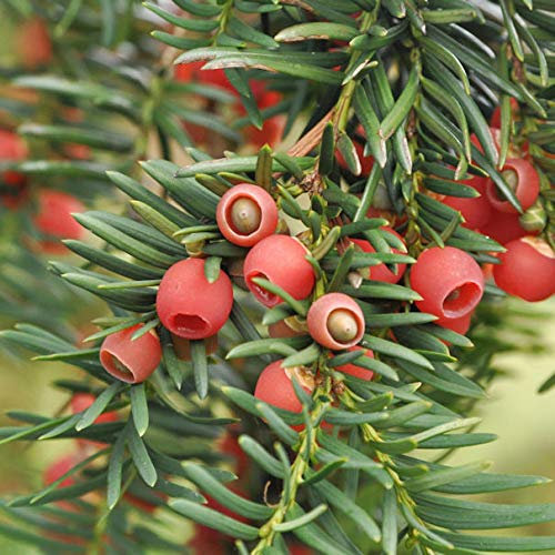 Heimische Eibe Gewöhnliche Eibe 100-125cm - Taxus baccata - lebende Gartenpflanze aus den Baumschulen