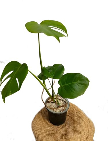 La Auténtica Monstera Deliciosa Planta de Interior Natural