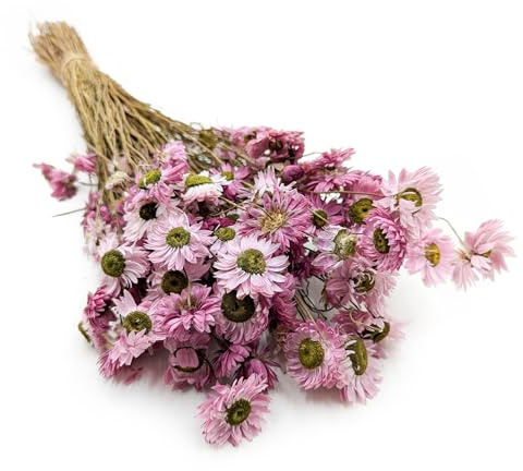Enchanted Trockenblumen Getrocknete Blüten - Acroclinium Strohblume - Dekogras Ziergras Natürlich Deko - Rosa