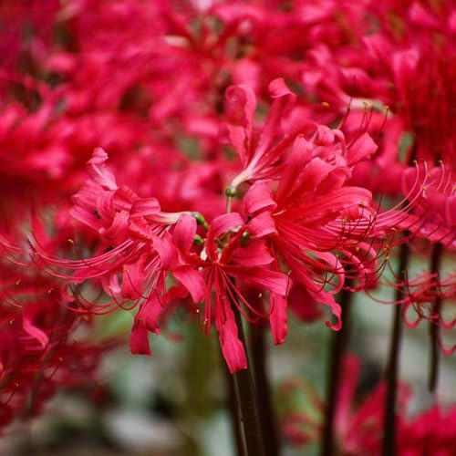 lirio araña de balcón, decorativas en lirio de sangre Decoraciones jardín exteriores lugares soleados Cultivar jardín en un balcón 10bulbos