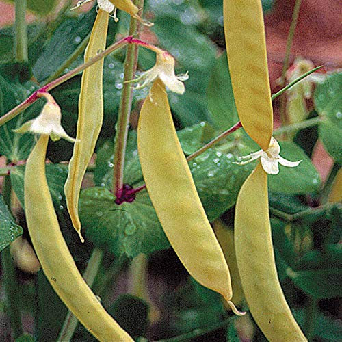 Mangetout ‘Golden Sweet’ Pea Hardy Annual Seeds by Thompson and Morgan