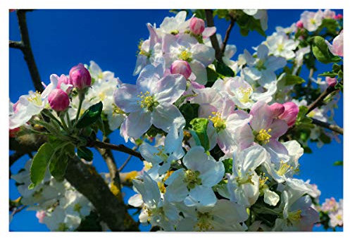 artboxONE Poster 120x80 cm Natur So schmeckt der Frühling - Bild frühling apfelbaum baum