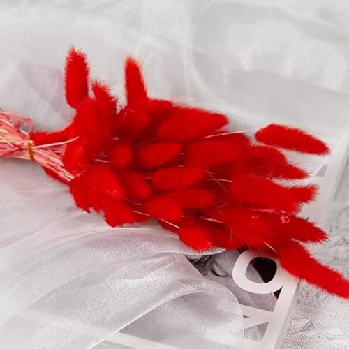 LUNYY 60 Stiele natürliche getrocknete Blumen Hundestrauß Kaninchenschwanz Gras Bündel Schilf Pampasgras für DIY Home Hochzeitsdeko
