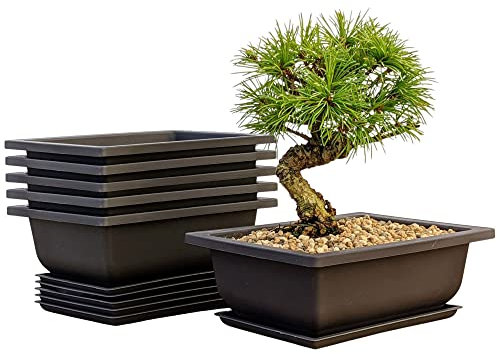 Mollyfox Bonsai Trainingstöpfe, 6-teilig Bonsai Schale mit Tabletts, Kunststoff Bonsai Pflanzen Anbautopf für Garten, Hof, Büro, Wohnzimmer, Balkon und mehr, 16x12x6cm