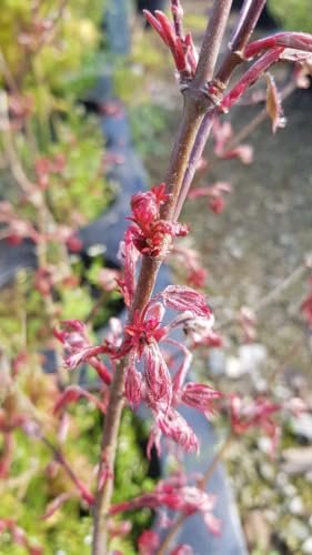 Acer palmatum 'Shirazz' / Erable du Japon/Conteneur de 3 à 4 litres
