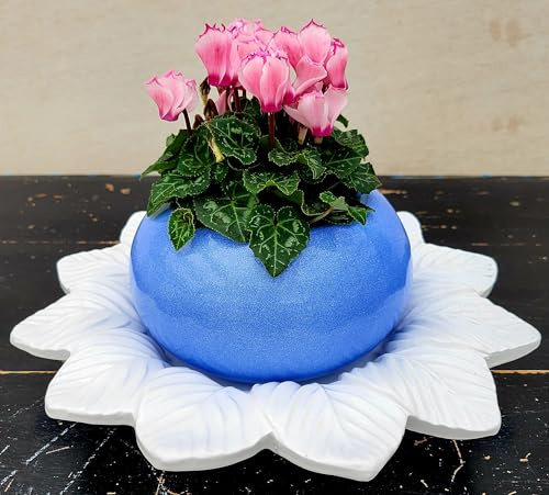 POWERS TO FLOWERS - CICLAMINO VITTORIA ROSA IN VASO CERAMICA AZZURRO e SOTTOVASO IN CERAMICA, pianta vera