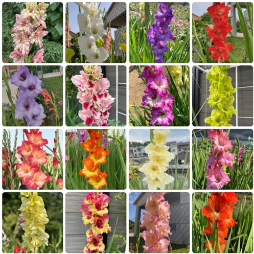 9bulbi di gladioli per luoghi soleggiati, giardino di gladiolo resistenti Le da giardino sono perenni resistenti