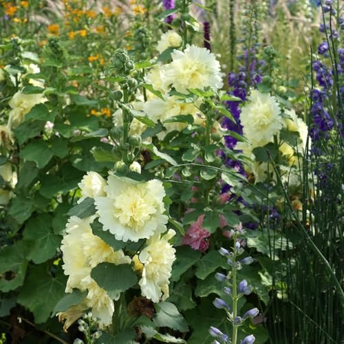 semillas de malva real cama elevada de jardín balcón resistentes en trepadoras exterior jardín rocas raras interior 150pcs