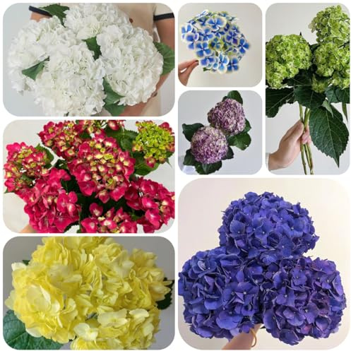 hortensias - de ornamentales hortensia semillas orgánicas coración balcones semillas tapizantes resistentes al 225semillas