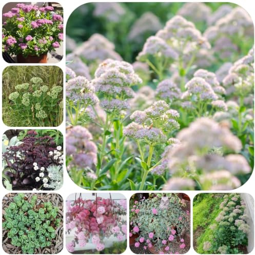 semillas de sedum erythrostictum Decoraciones jardines exteriores en 350pcs
