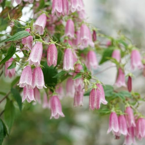 Semi di campanula - Le perenni sono Campanula media - decorazione del soggiorno Semi di decorazioni floreali giardino 250pcs