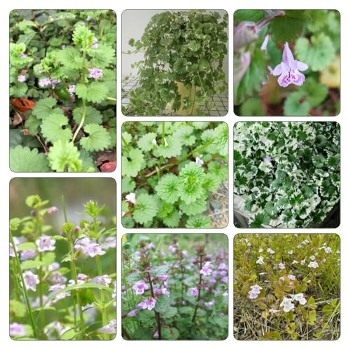edera terrestre, autunnale, semi di selvatiche primaverili 200pcs