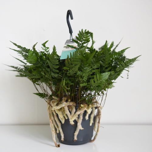 Humata tyermannii – Lush Tropical Fern with Elegant Fronds – Ideal for Indoor Spaces and Low Light – 1x 13cm Pot by Thompson and Morgan