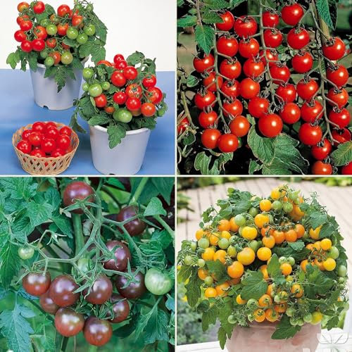 Tomato Seed Speciality Multi Pack Kit - 4 Heirloom Varieties for Home Growing Patio/Terrace Tomatoes